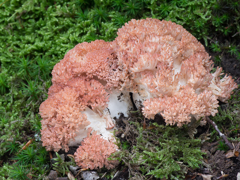 Ramaria rubripermanens